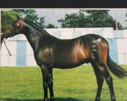 stallion Deanhills Royal Portrait (British Riding Pony, 1996, from Sandbourne Royal Ensign)