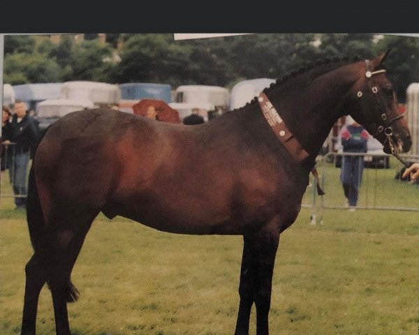 Pferd Royalswood Dark Secret (British Riding Pony, 1993, von Radway Syrtaki)