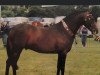 Pferd Royalswood Dark Secret (British Riding Pony, 1993, von Radway Syrtaki)