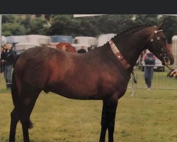 horse Royalswood Dark Secret (British Riding Pony, 1993, from Radway Syrtaki)