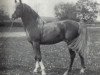 stallion Emir of Weatheroak ox (Arabian thoroughbred, 1972, from Bright Pearl ox)