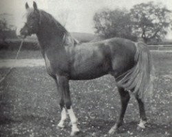 stallion Emir of Weatheroak ox (Arabian thoroughbred, 1972, from Bright Pearl ox)