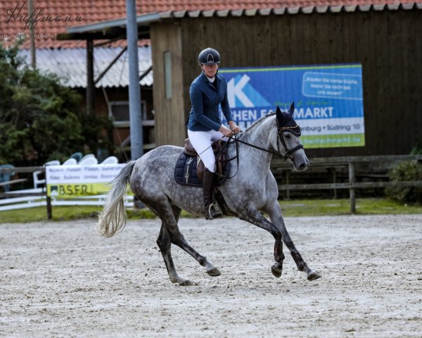 Springpferd Star-Lotta H (Hannoveraner, 2018, von Stakkato Gold)