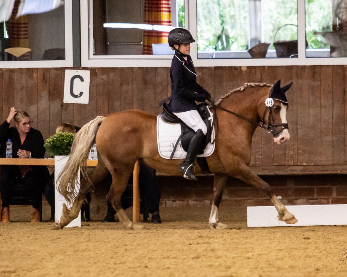 dressage horse Smilla 62 (Welsh-Cob (Sek. D), 2002)