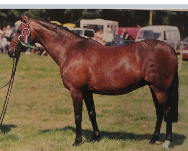 Pferd Ambershire Royal Touch (British Riding Pony, 1986, von Keston Tribune)