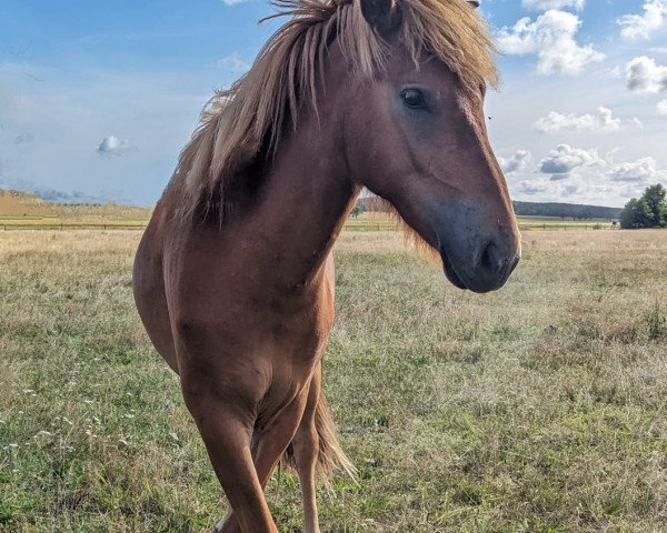 horse Auður (Iceland Horse, 2021, from Teigur vom Kronshof)