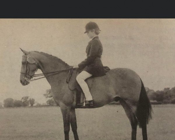 horse Griashall Whymanthus (British Riding Pony, 1971, from Solway Schizanthus)