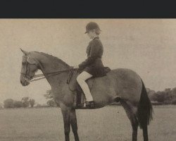 Pferd Griashall Whymanthus (British Riding Pony, 1971, von Solway Schizanthus)