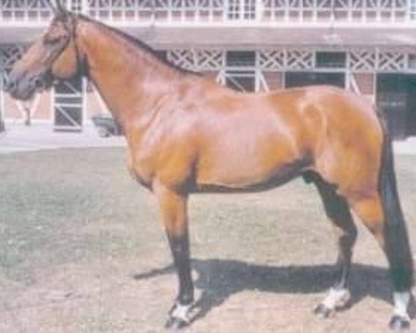 stallion Haut Rivage (Selle Français, 1995, from Rivage Du Poncel)