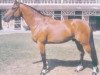 stallion Haut Rivage (Selle Français, 1995, from Rivage Du Poncel)