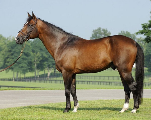 stallion O Quidam Junior I (KWPN (Royal Dutch Sporthorse), 1996, from Quidam de Revel)