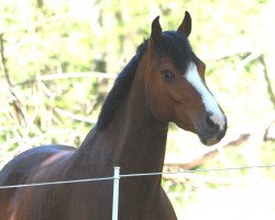 Springpferd Bernhard (Holsteiner, 2010, von Casall Ask)