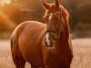 dressage horse Bachelor Red (Westphalian, 2019, from Callaho's Benicio)