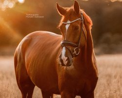 dressage horse Bachelor Red (Westphalian, 2019, from Callaho's Benicio)