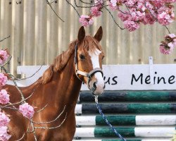 Dressurpferd Diamantina Z (Deutsches Reitpony, 2017, von Diamond Touch NRW)