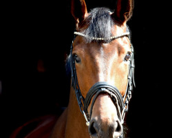 dressage horse Ballett's Bachelor (Westphalian, 2018, from Ballettmeister)