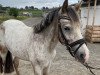 dressage horse Vuitton (Welsh,  )