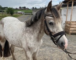 dressage horse Vuitton (Welsh,  )