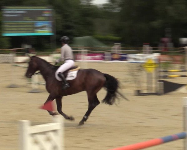 Reitturnier Vellinghausen 2023