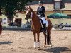 dressage horse Belmondo 205 (Hanoverian, 2016, from Bodyguard 49)