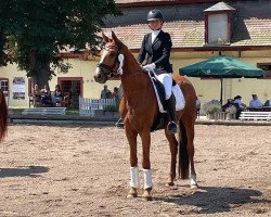 dressage horse Belmondo 205 (Hanoverian, 2016, from Bodyguard 49)