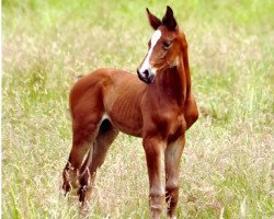 dressage horse Siegfried TS (Westphalian, 2016, from Saint Cyr)