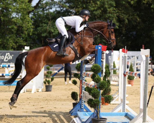 broodmare Columbia Z (anglo european sporthorse, 2014, from Caretino Gold)