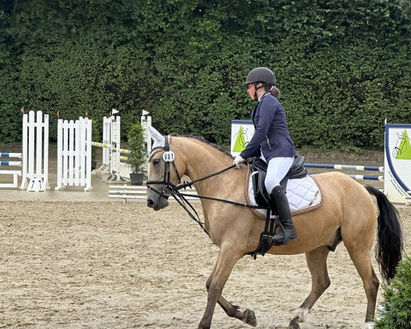 dressage horse A Hopeful Joy (German Riding Pony, 2017, from A kind of Magic 5)