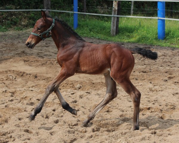 Springpferd Avanti 7 (Holsteiner, 2016, von Adagio de Talma)