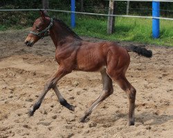 jumper Avanti 7 (Holsteiner, 2016, from Adagio de Talma)