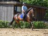 dressage horse Ballett's Believe (Westphalian, 2018, from Ballettmeister)