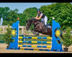 dressage horse Nitro 14 (German Riding Pony, 2014, from Bünteeichen-Nicato)