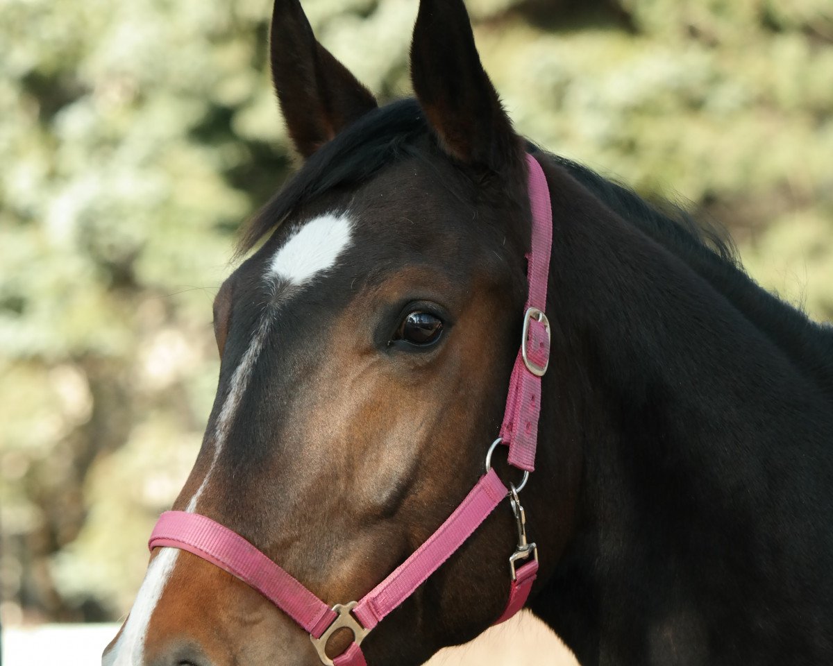 dressage horse Zuckerpuppe 55 (German Sport Horse, 2012, from Zonik)