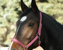 dressage horse Zuckerpuppe 55 (German Sport Horse, 2012, from Zonik)