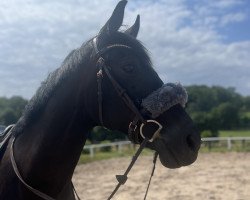 dressage horse Freeman 74 (Oldenburg, 2013, from For Romance I)