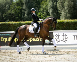 dressage horse Savanur (Trakehner, 2016, from Schwarzgold)