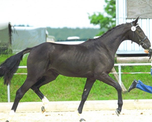 broodmare Diva (Hanoverian, 2010, from De Niro)