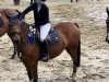 Springpferd Steendieks Captain Future (Deutsches Reitpony, 2010, von FS Chambertin)