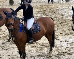 Springpferd Steendieks Captain Future (Deutsches Reitpony, 2010, von FS Chambertin)