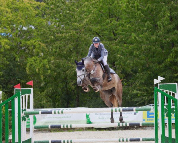 Springpferd Dalian D'Alene (Luxemburgisches Reitpferd, 2017, von Dieu-Merci van T&L)