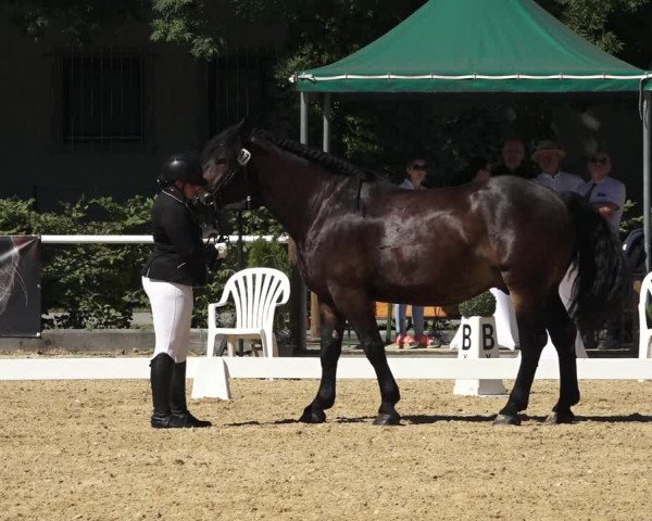 Oberösterreichisches Reitpferdechampionat / Pferdezuchtverband Stadl Paura