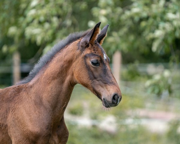 dressage horse Diabelito Lou K (Oldenburg, 2023, from Diamantenglanz)