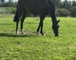 Dressurpferd Val de Vino (Trakehner, 2021, von Herakles TSF)