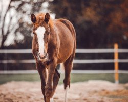 dressage horse Zarzamora (Westphalian, 2022, from Zoom 8)