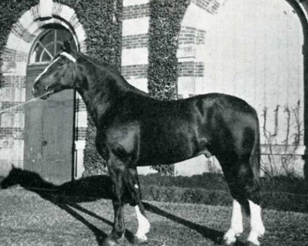stallion Kalmouk (Anglo-Norman, 1954, from Dublin)