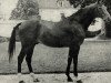 stallion Dolman AA (Anglo-Arabs, 1966, from Dan II AA)