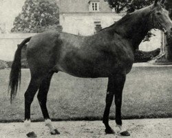 stallion Dolman AA (Anglo-Arabs, 1966, from Dan II AA)