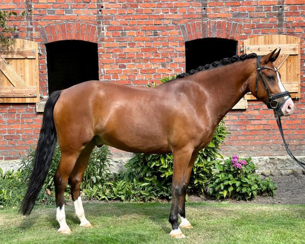 horse Victorio 9 (New Forest Pony, 2016, from Bovenheigraaf's Camillo)