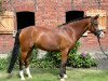 Pferd Victorio 9 (New-Forest-Pony, 2016, von Bovenheigraaf's Camillo)