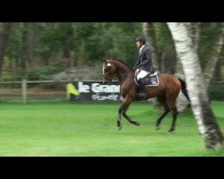 stallion Royal Iris D' Argouges (Selle Français, 2005, from Dollar de la Pierre)